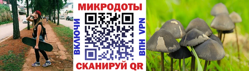 Псилоцибиновые грибы Psilocybe  Купить закладки  Горячий Ключ 